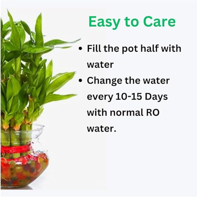 Image of Two layer lucky bamboo in Glass Pot | For Living Room or Office table | indoor plants for good luck and air purification