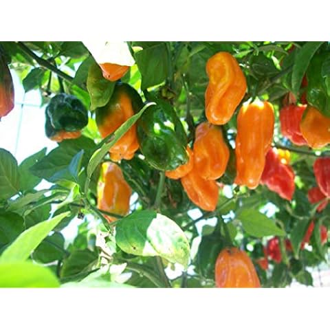 Viridis Hortus - 20 x Habanero Caribbean Orange Chilli Pepper - Vegetable/Fruit Seeds Cover
