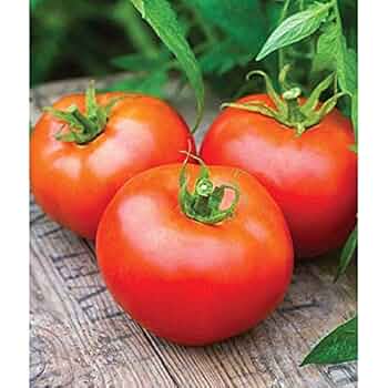 Amazon.com : Tasti Lee Hybrid Tomato Seeds - Have just The