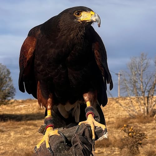 『Birds as our Teachers: Avian Ambassadors for a Better Planet』のカバーアート