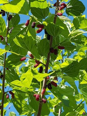Shahtoot Plant (Mulberry) (B0CR8FPSVB) Amazon Price History, Amazon Price Tracker
