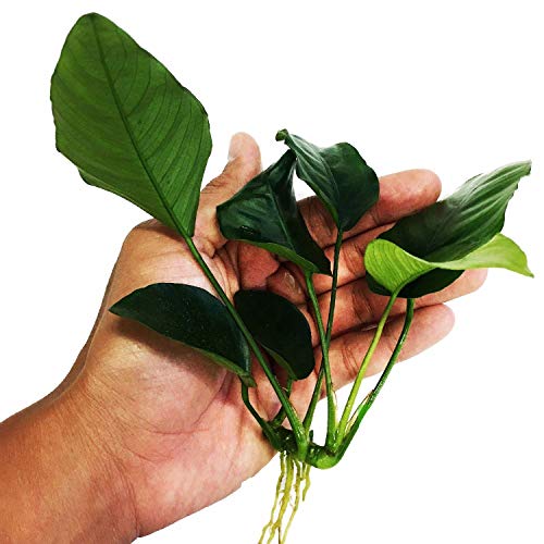 Planterest | Anubias Barteri Var. Nana Potted Live...