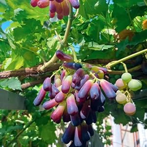 Generic Exotische Trauben Samen für Gartenanbau 250pcs