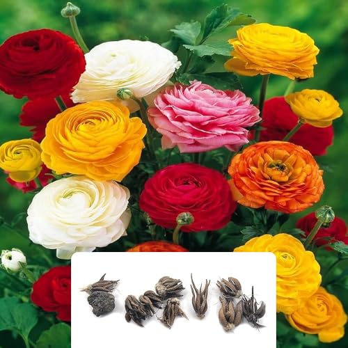 10 Mixed Ranunculus Bulbs Stunning Double Blooms in Vibrant Colours Perennials Perfect for Your Garden Easy to Grow Ideal for UK Climate