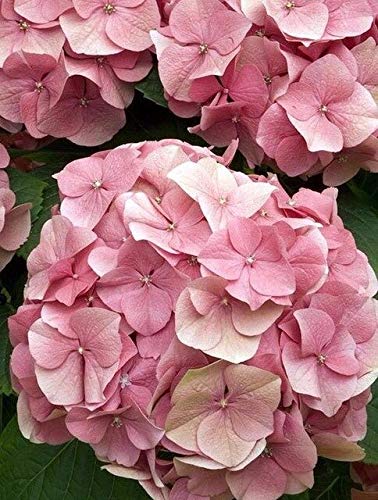 35Pcs Hydrangea Seeds, Indoor Flowers, Seeds, All Kinds Of Colors, Easy To Seeds Gardening : 5