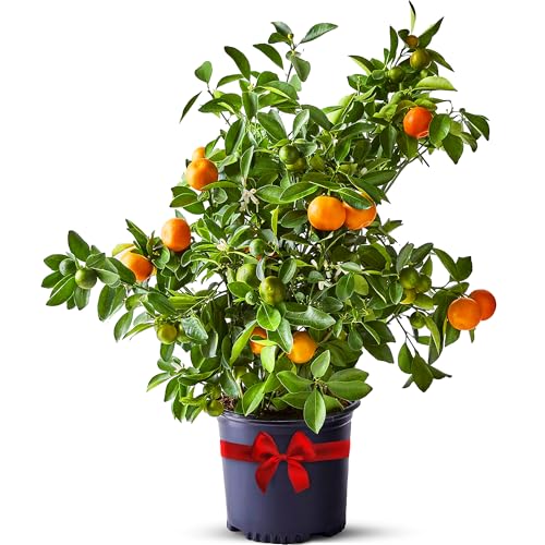 Calamondin Tree Live Plants Outdoor Plant 13' - 22' Tall Dwarf Indoor Fruit Trees Live Plants Cannot Ship: CA, AZ/TX/LA – Patio Fruit Plant Pot, Real Citrus Tree Pot, Housewarming Gifts by Via Citrus