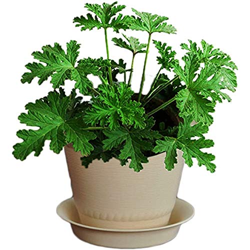 Citronella Plant Seeds Grass Seeds for Home Garden Decoration, 100 Pcs