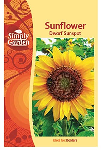 Dwarf Sunspot Sunflower Seeds for Planting UK Grow Your Own Flowers