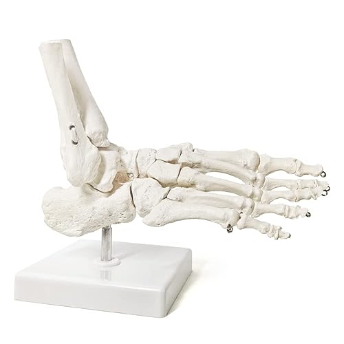 Miniatura 2 de Benilev Modelo de esqueleto de pie humano, modelo de articulación completa de tamaño real de pie derecho y tobillo con soporte de fíbula Tibia
