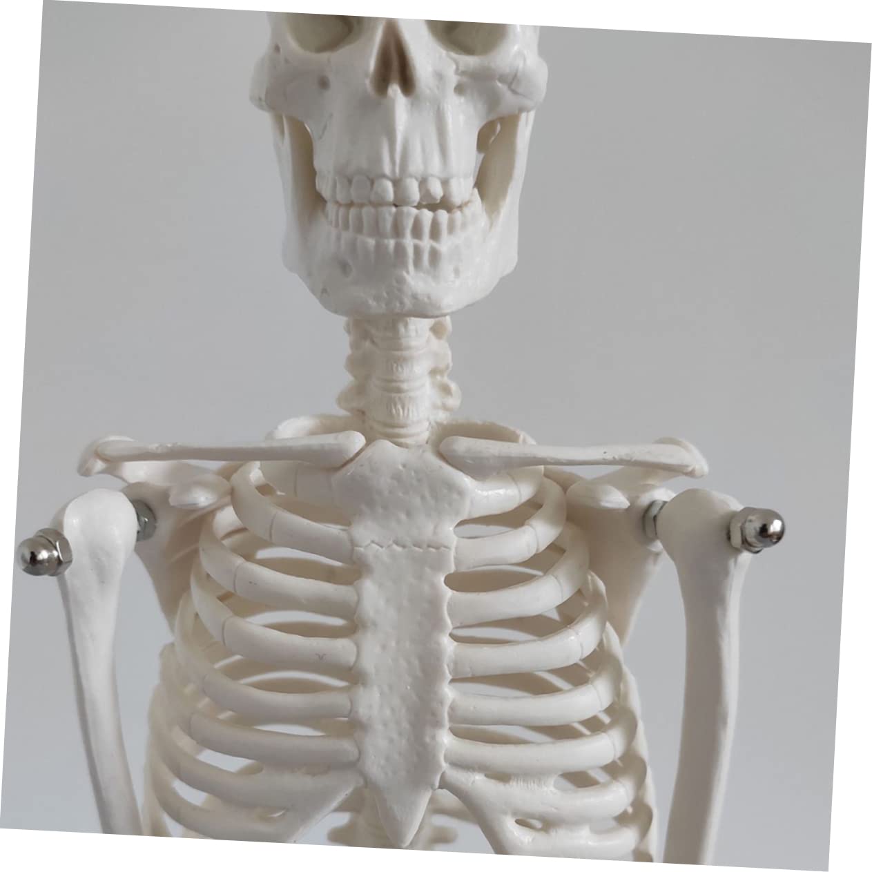 Gatuida Menschliches Skelettmodell Aus Robustem Pvc Bewegliche Arme Anatomisches Wissenschaftliches Modell Leicht Zu Reinigen Bewegen