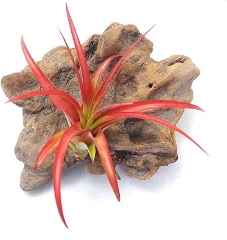 Amazon 赤葉 エアプランツ チランジア ブラキカウロス ムルチフローラ サイズ１０ １２ｃｍ前後 エアープランツ 観葉植物 オンライン通販