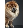 Chow Chow: Artified Pets Dog Journal/Notebook/Diary Wraparound Image Cover