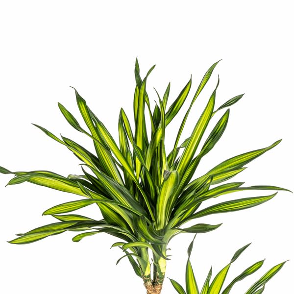 Dracaena deremensis Rikki Drachenbaum 130-150cm 24cm Zimmerpflanze pflegeleicht grüne Blattpflanze für Wohnzimmer Büro Flur moderne große Grünpflanze