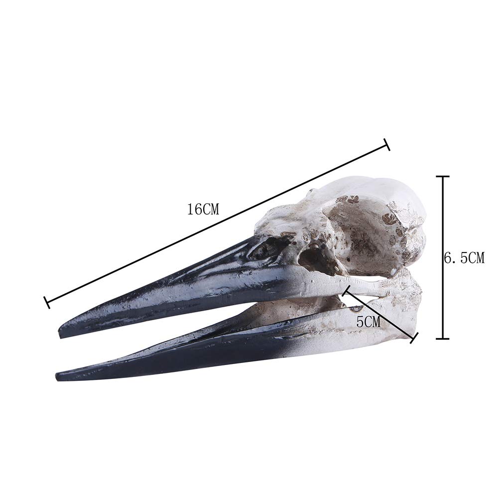 Pterosaurio Resina cráneo artesanía Dinosaurio cráneo réplica Esqueleto Modelo espécimen Modelo réplica