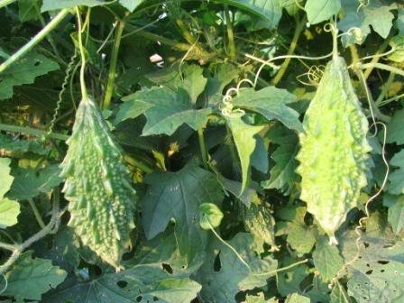 Indica Bar Punjabi Karela Chota 3Gm*4Pkts