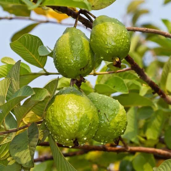 Image of LEAF JIBON, Sweet Taiwan Pink Guava Plant Pink Amrud (Air Layering /Grafted) Live Plant Hybrid All Seasons 1.2 /2 Ft Height Pack Of-1 Healthy Fruit Plant
