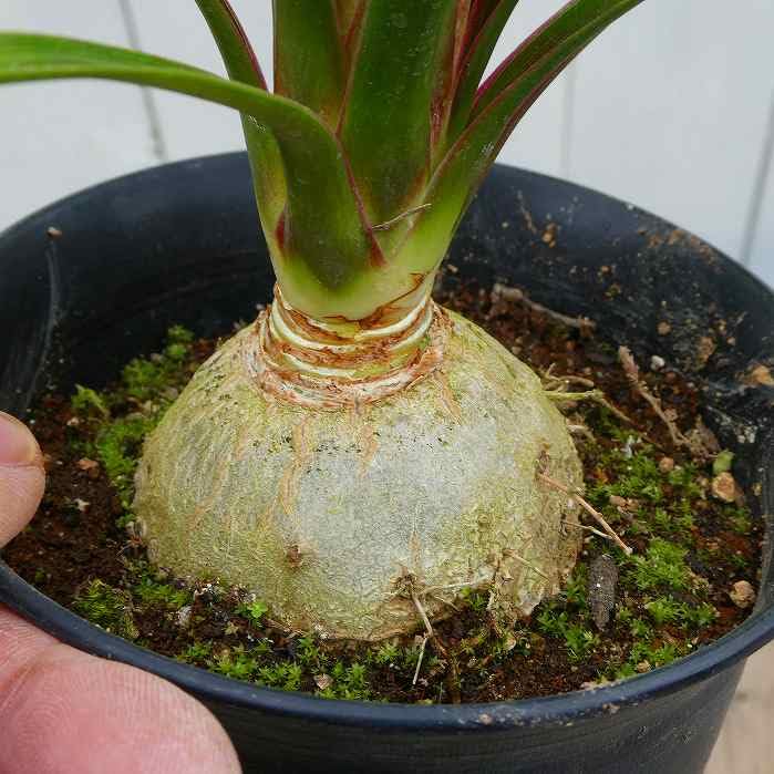 Amazon｜トックリラン ノリナ 4号 ポニーテール 観葉植物 250311｜観葉 