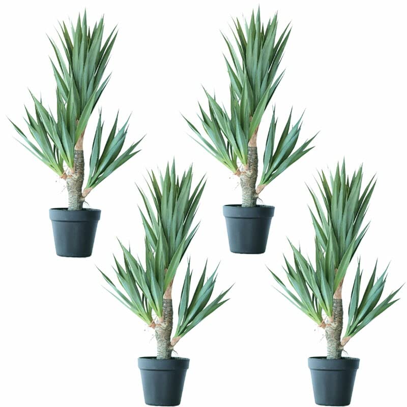 Amazon｜人工観葉植物 アガベ サイザラーナ ポット 58（4個入り