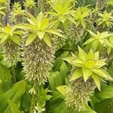 Votaniki Eucomis Bicolor (Pineapple Lily) Top Size Bulbs — Green & Purple Pineapple-Shaped Flowers | Long-Lasting Summer Flowers, Easy to Grow Perennial (2 Pack)