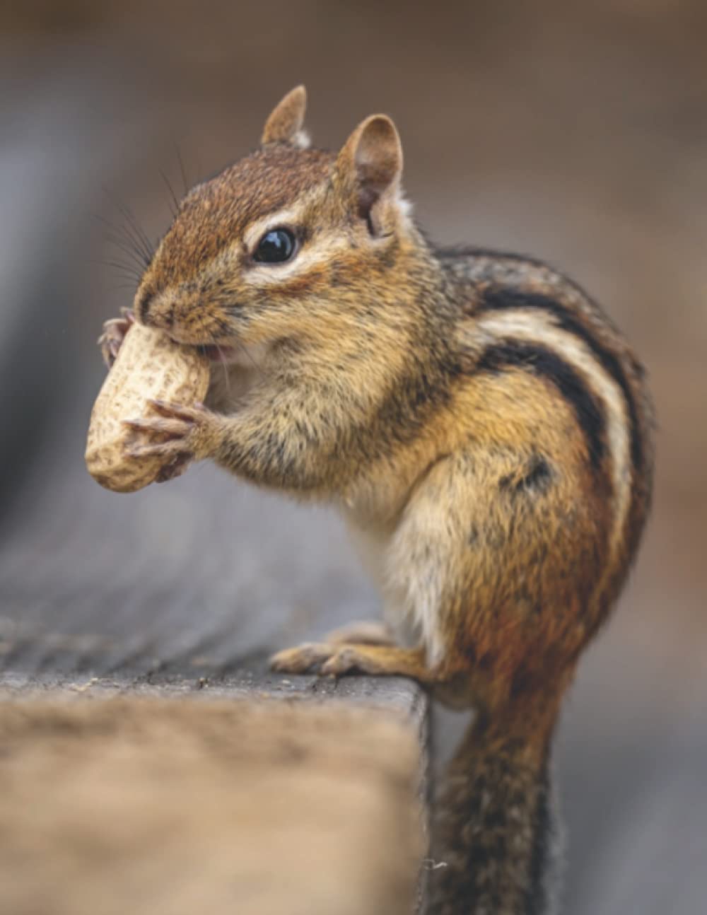 Chipmunk Journal, Planner, Diary, Notebook. 8.5” x 11”, Matte finish, 100 pages. Give the perfect gift for someone that has everything.