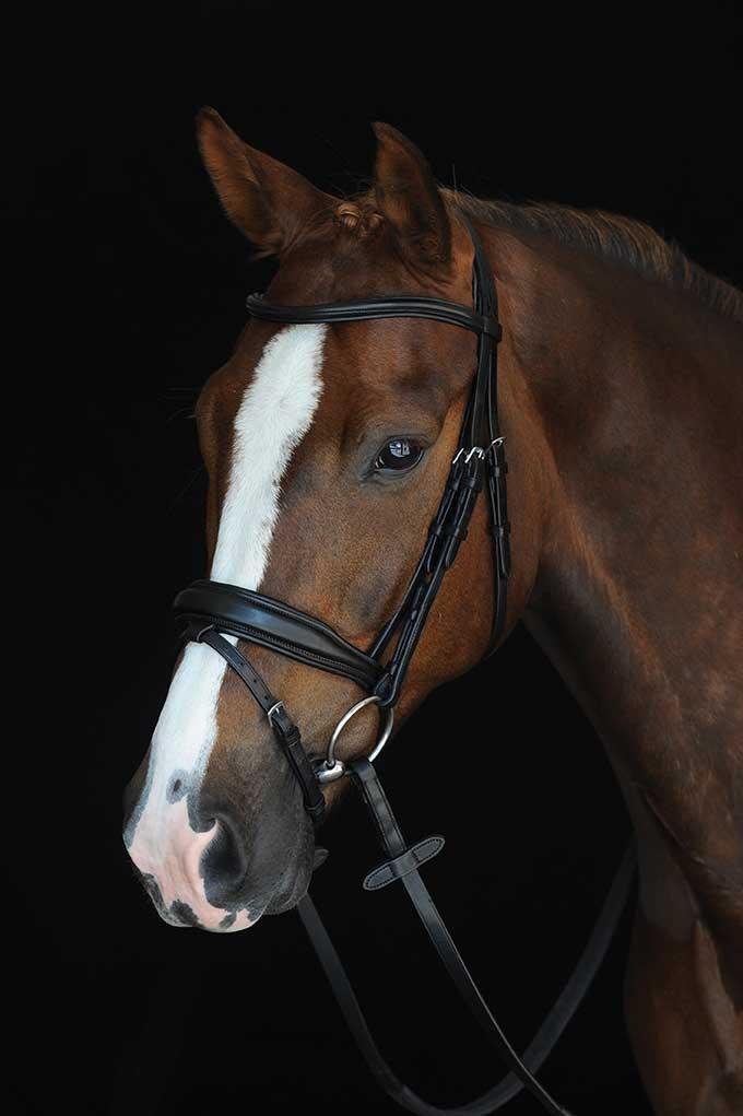 Collegiate Mono Crown Padded Raised Flash Bridle, Brown, Cob