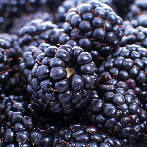 KVITER 300 Giant Thornless BlackBerry Seeds (Rubus Fruticosus) – Triple Crown BlackBerry Bush Seed, Huge & Sweet Organic Fruit Berries – Blackberries Heirloom Seeds for Outdoor Garden & Containers