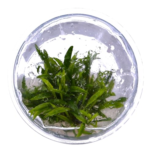 Tropica - Cryptocoryne crispatula 1-2 Grow ! - Live aquarium plant