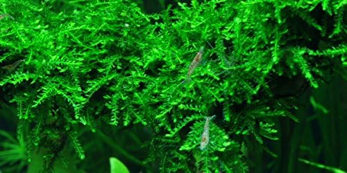 Weeping Moss - Vesicularia ferriei 'Weeping' - (4x6 cm) - Live Aquarium Plant