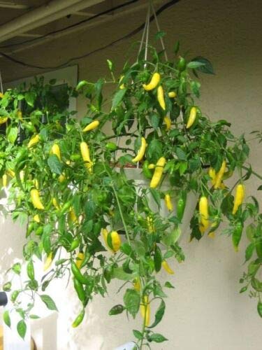 Yellow Lemon Drop/Ají Limon Pepper S-e-ed-s