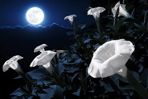 Semillas de flores blancas de medianoche para plantar (25 semillas) – Florece por la noche, refleja la luz de la luna, semillas de flores anuales