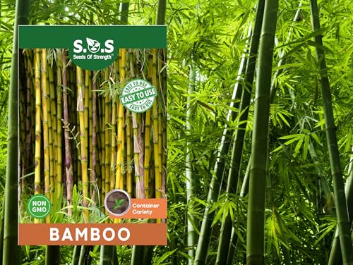 100 pcs Green Bamboo Seeds for Planting Exotic Bamboo Seed Fast Growing Giant Bamboos Privacy Screen