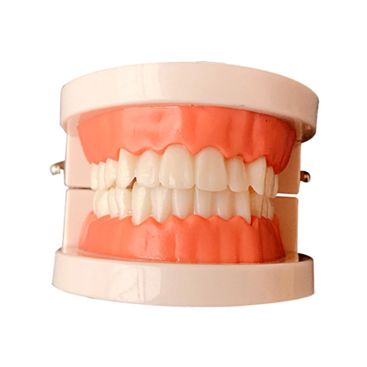 FUNOMOCYA Friendly Model Tooth Brushing Model Large Size for Easy Detail Viewing and Adult Teaching