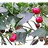 Hongaarse kersenpeper/chili 10 zaden Ungarischer Kirschpaprika