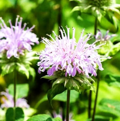100PCS Mixed Color Bergamot Seeds Perennial Flower Seeds Heirloom - Image 5