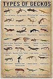 Geckos Knowledge Metal Tin Signs Types Of Geckos Funny Posters School Education Reptile Club Pet Sho