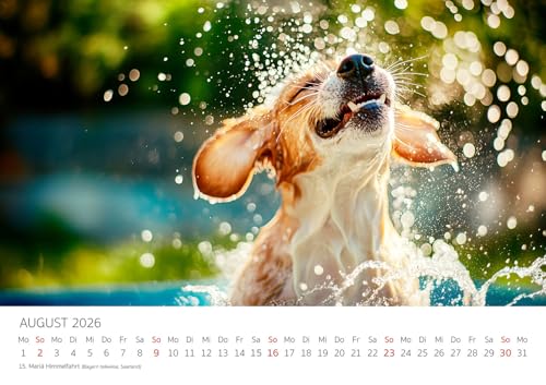 Edition Seidel Premium Kalender Beagle 2026 Format DIN A3 Wandkalender Hundekalender Hund Welpe Tierkinder Hunderasse Haustier