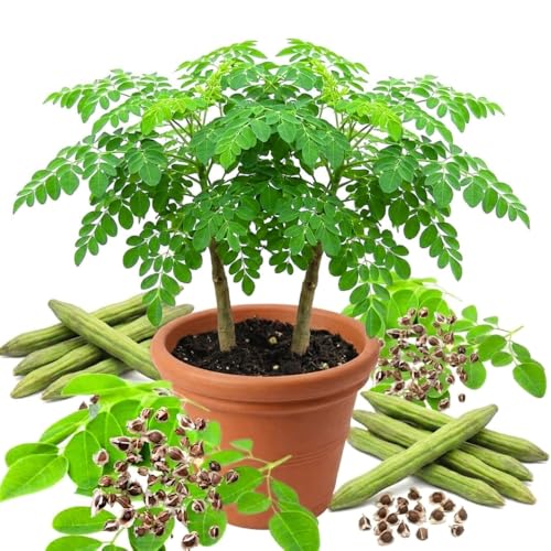2 Moringa Tree Plants Oleifera Moringa Drumstick Tree Starter Plants Fast Growing Live Plant for Home Garden 4-6 Inch Tall 2 Plants Per Pot