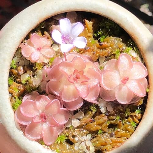 Semillas de mariposa, Pinguicula vulgaris, Las plantas de jardín son resistentes. semillas de plantas carnívoras, plantas de interior exóticas plantas resistentes Las plantas de hoja 50pcs