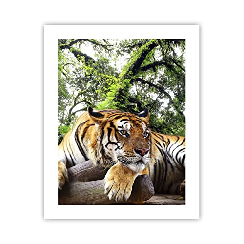ARTTOR Póster sin marco Tigre Animales Depredador Naturaleza - 40x50 cm - Poster Imagen Impresión Cuadros Decoracion Cuadros Modernos Poster de pared - P2XPA40x50-4166 Cover