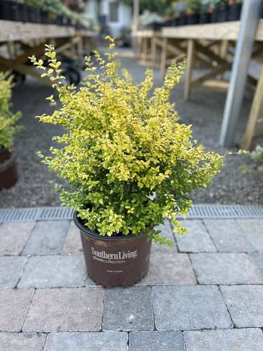 Sunshine Ligustrum Shrub Bright Yellow Foliage 3 gal. Grower Pot 1824 in. Plant Height Due to Agricultural Laws We Cannot Ship to CA AZ AK or HI