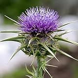 1 Portion = 100 Samen Mariendistel - Silybum marianum - Bienenweide - Zier- und Arzneipflanze - 100 Samen