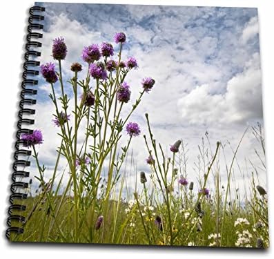 3dRose db_91469_1 Prairie Clover, Crow Hassan County Park, Minnesota US24 RSP0007 Rob Sheppard Drawing Book, 8 by 8" image 2