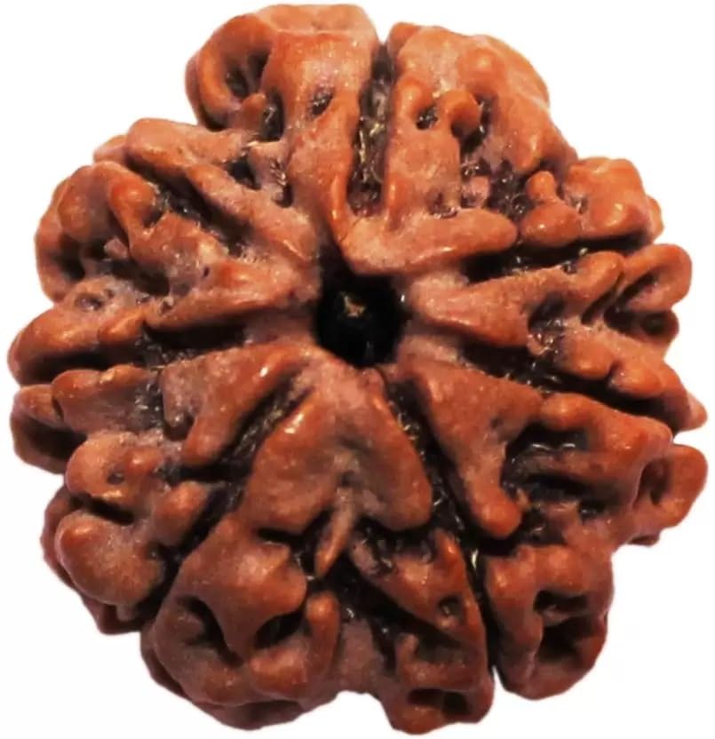 Seven Mukhi Rudraksha bead Original Certified For Seven Mukhi Rudraksha bead, seven Face Rudraksha Satmukhi Rudraksha By Certifiedx02