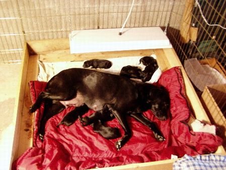 Sweeter Heater Infrared Heater For Chicks & Pets, Overhead 11X30, 100 Watt #TOP6