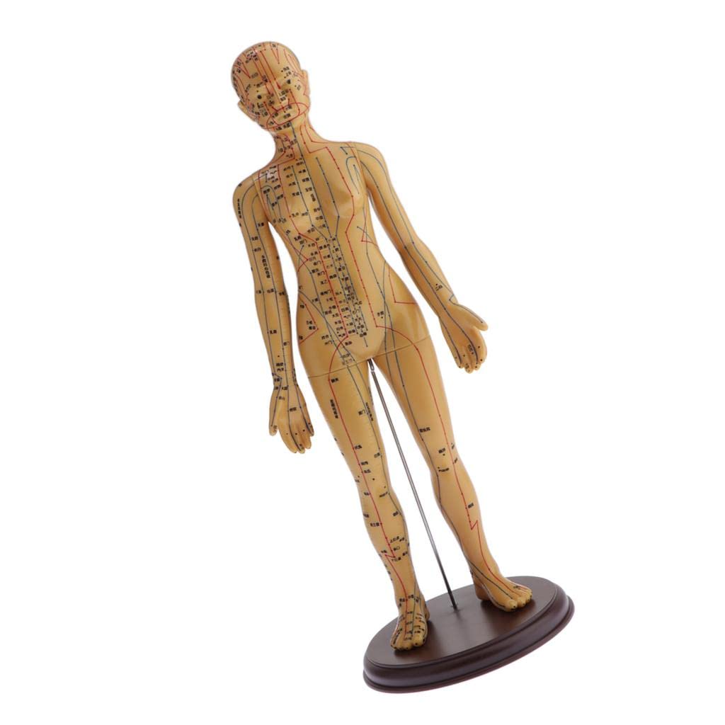 harayaa Akupunkturmodell/Weibliche Anatomische Skulptur, Figur, Statuette, Weiblich, Weich