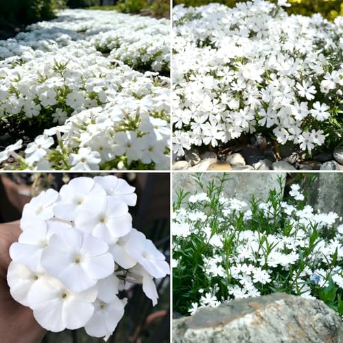 CarpetC 1000+ White Phlox Seeds for Planting Creeping Evergreen Fragrant Summer Flowers Phlox subulata Ground Cover Non-GMO Heirloom Blooms for Garden Borders Containers & Pollinator Gardens