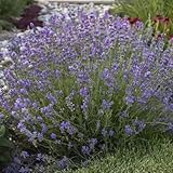Zoom IMG-2 lavanda lavandula angustifolia officinalis pianta