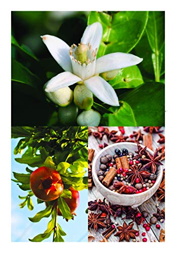 A Magia das Folhas: 365 Plantas e Seus Poderes: 2