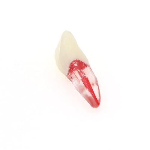 Miniatura 8 de 5 Uds. Dientes dentales de la cavidad de la pulpa del conducto radicular modelo de endodoncia práctica RCT Typodont M8007 11# 14# 16# 21# 33# 34#