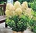 Produktbild Perückenstrauch`Young Lady®´ - Cotinus